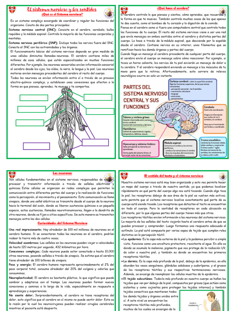 7 - Sistema Nervioso y Los Sentidos | PDF | Cerebro | Sistema nervioso