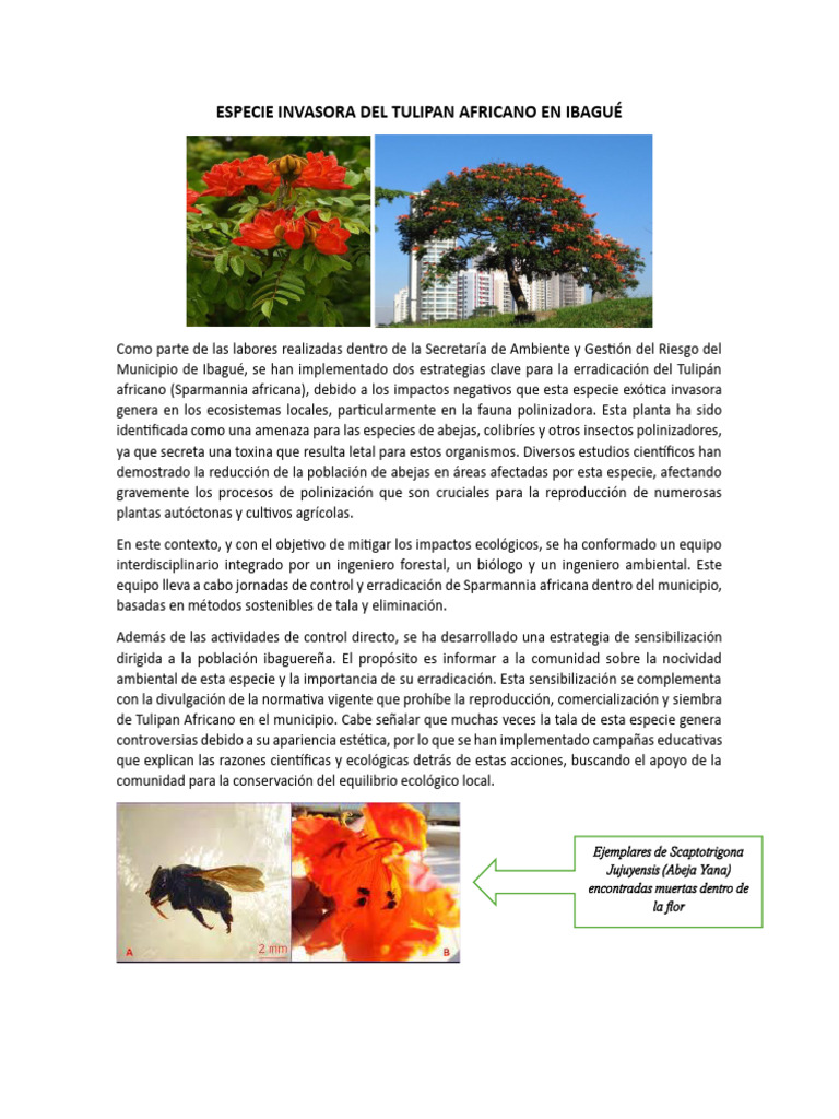 Especie Invasora Del Tulipan Africano en Ibagué | PDF