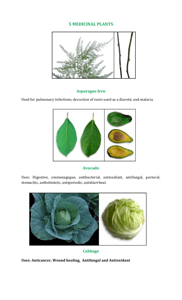 Medicinal Uses and Properties of Five Common Plants Asparagus Fern
