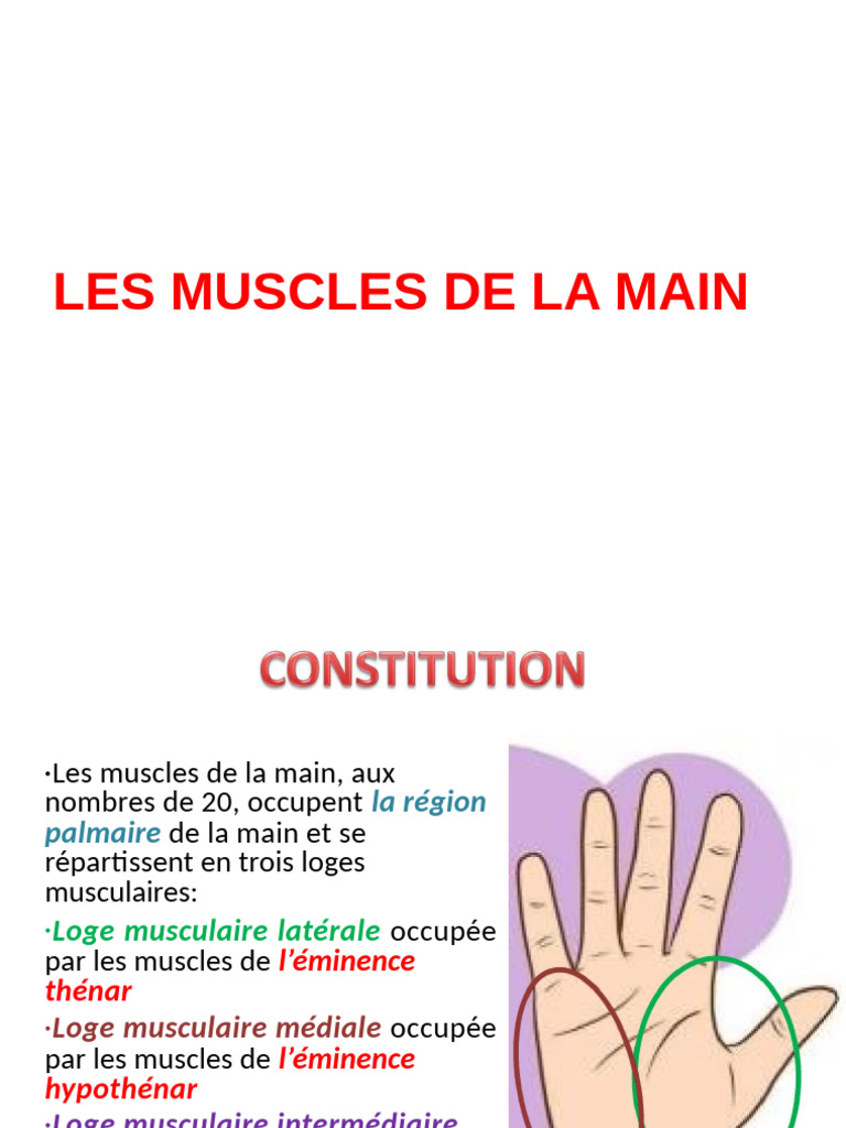 Anatomie des muscles de la main | PDF | Main | Tissu mou