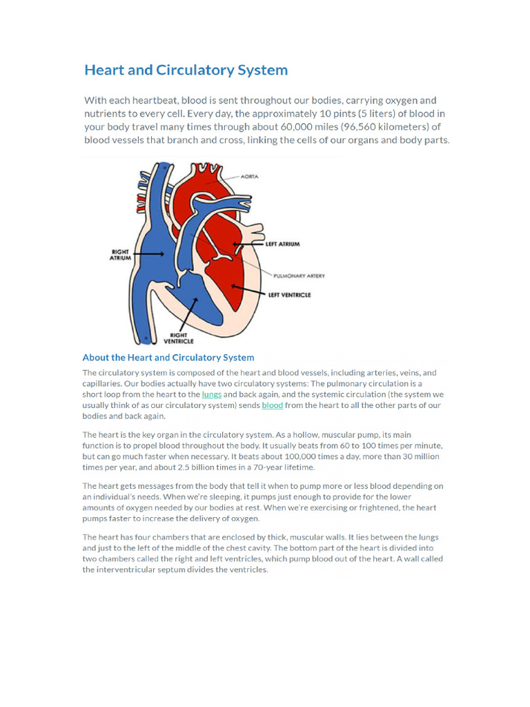 Heart and Cardiovascular System | PDF