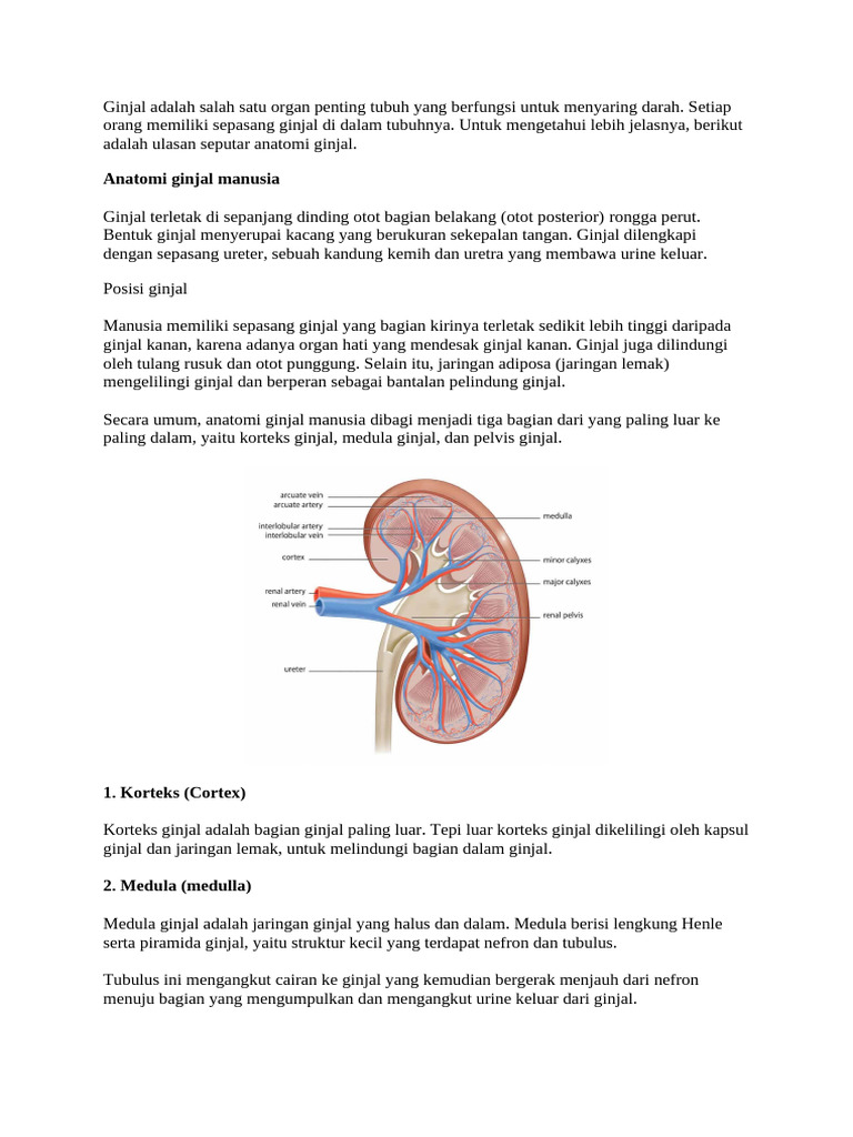 Ginjal adalah salah satu organ penting tubuh yang berfungsi untuk
