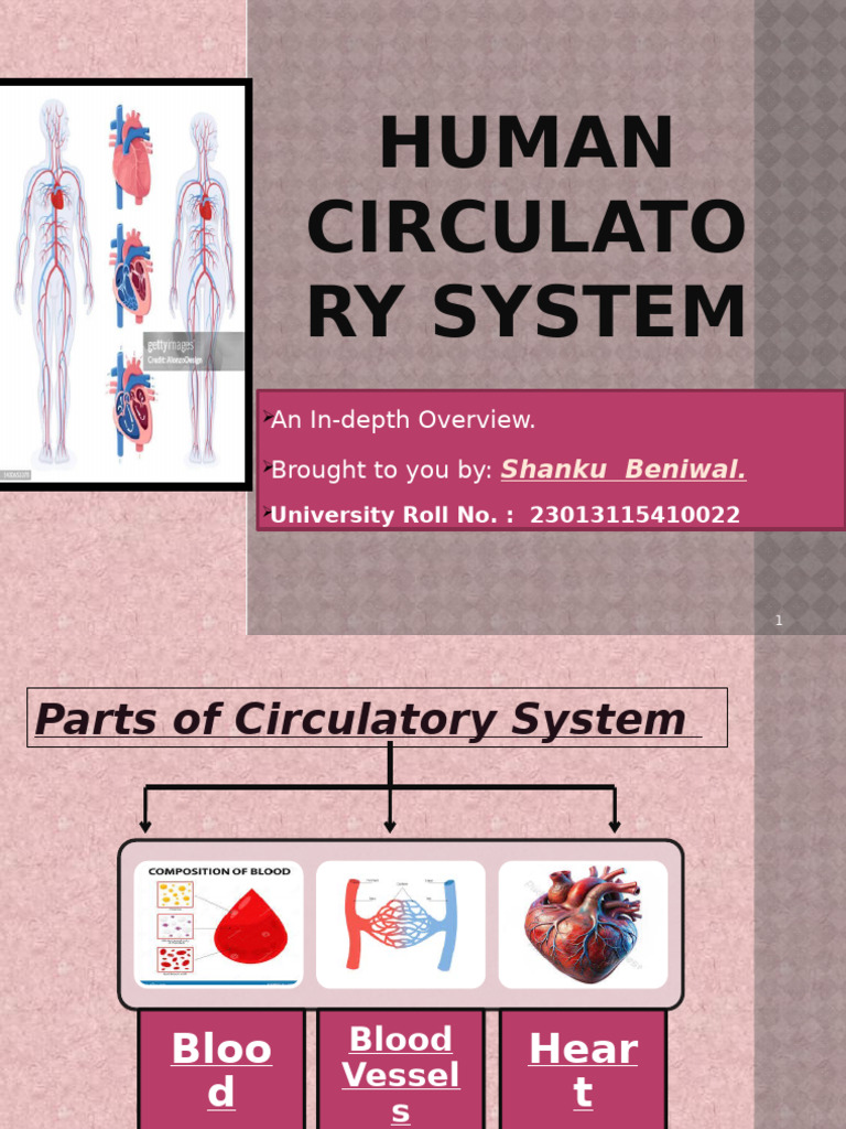 Overview of the Human Circulatory System | PDF | Blood Vessel | Heart