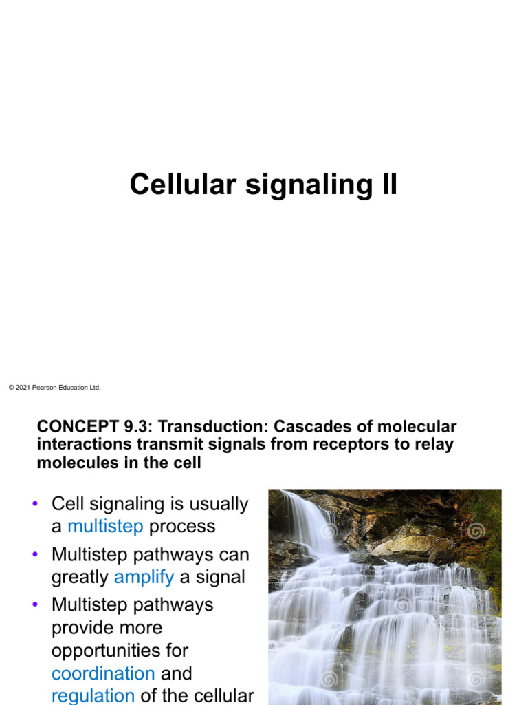 Signal Transduction Pathways Explained | PDF | Cell Signaling | Signal ...