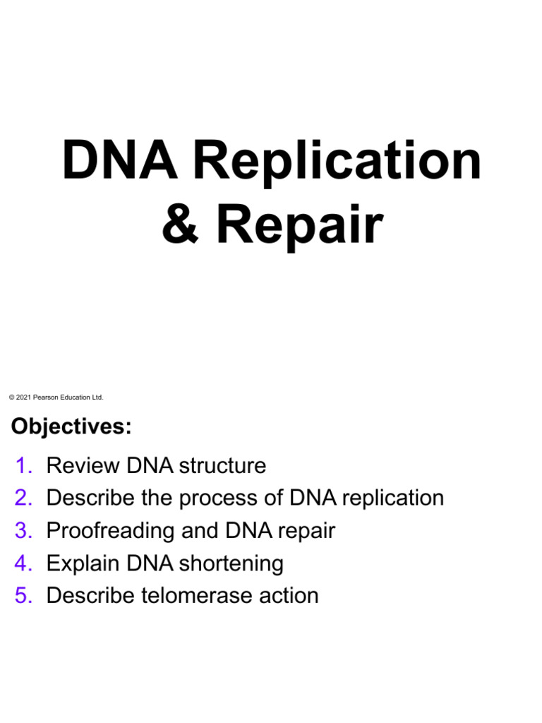 Lecture 12 - DNA Replication-1 | PDF | Dna Replication | Dna