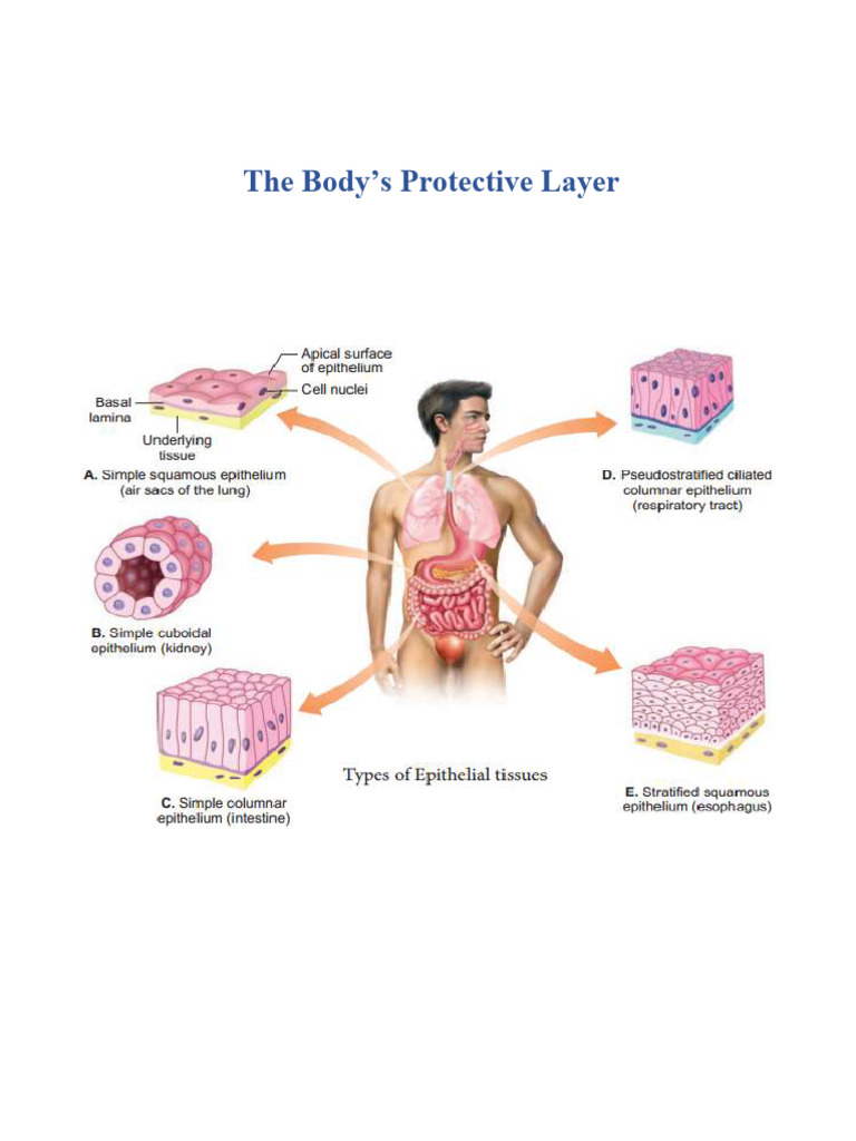 Lab-5 - Epithelial tissue | PDF