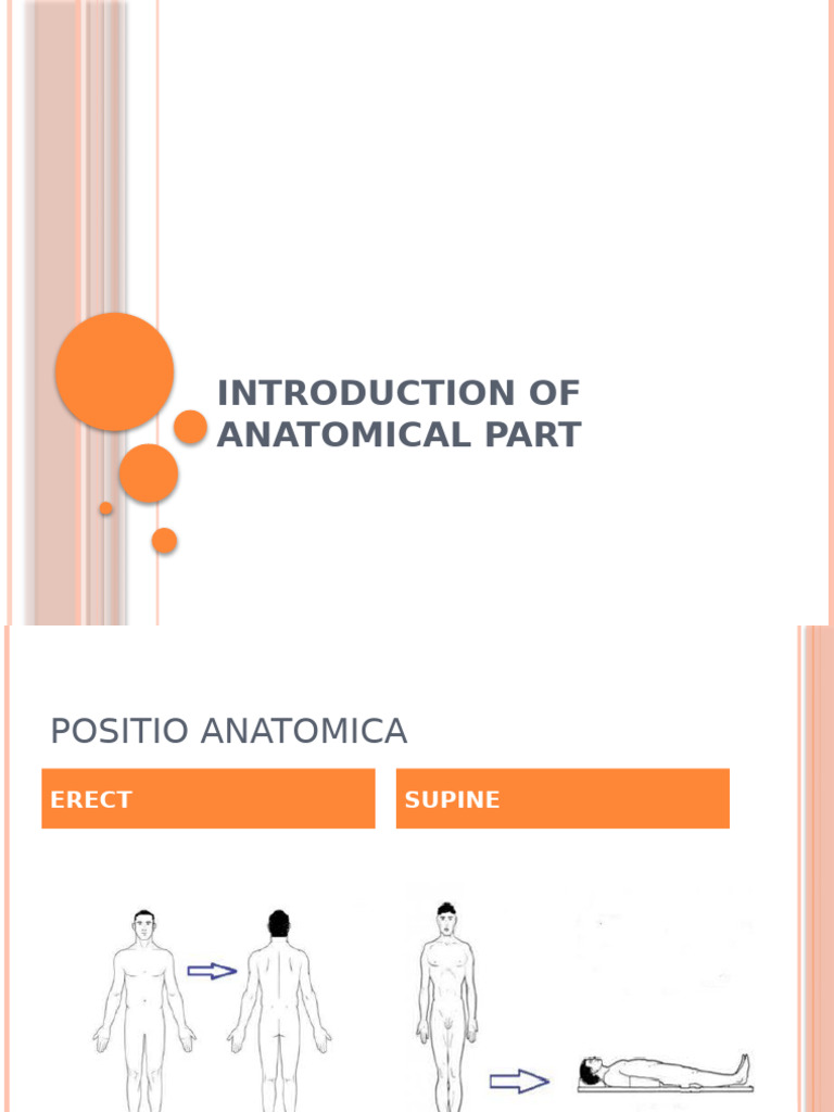 Anatomical Positions and Planes Explained | PDF