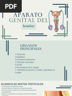 Capas del escroto y su anatomía | PDF
