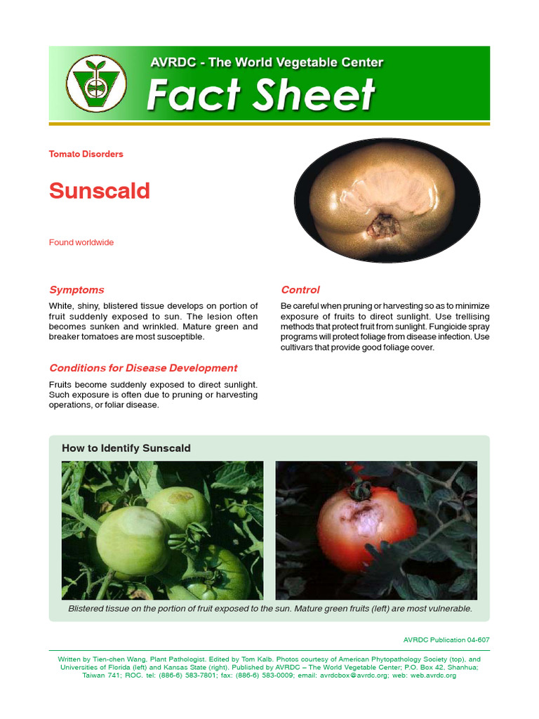 Sunscald | PDF