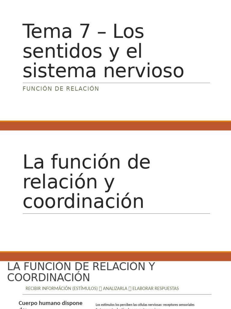 Tema 7 - La Relación_ Sentidos y Sistema Nervioso | PDF | Sistema ...