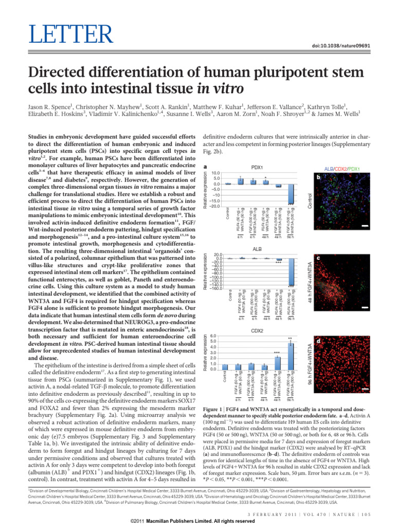 肠-Directed Differentiation of Human Pluripotent Stem Cells Into ...