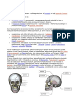 Anatomia Del Cranio