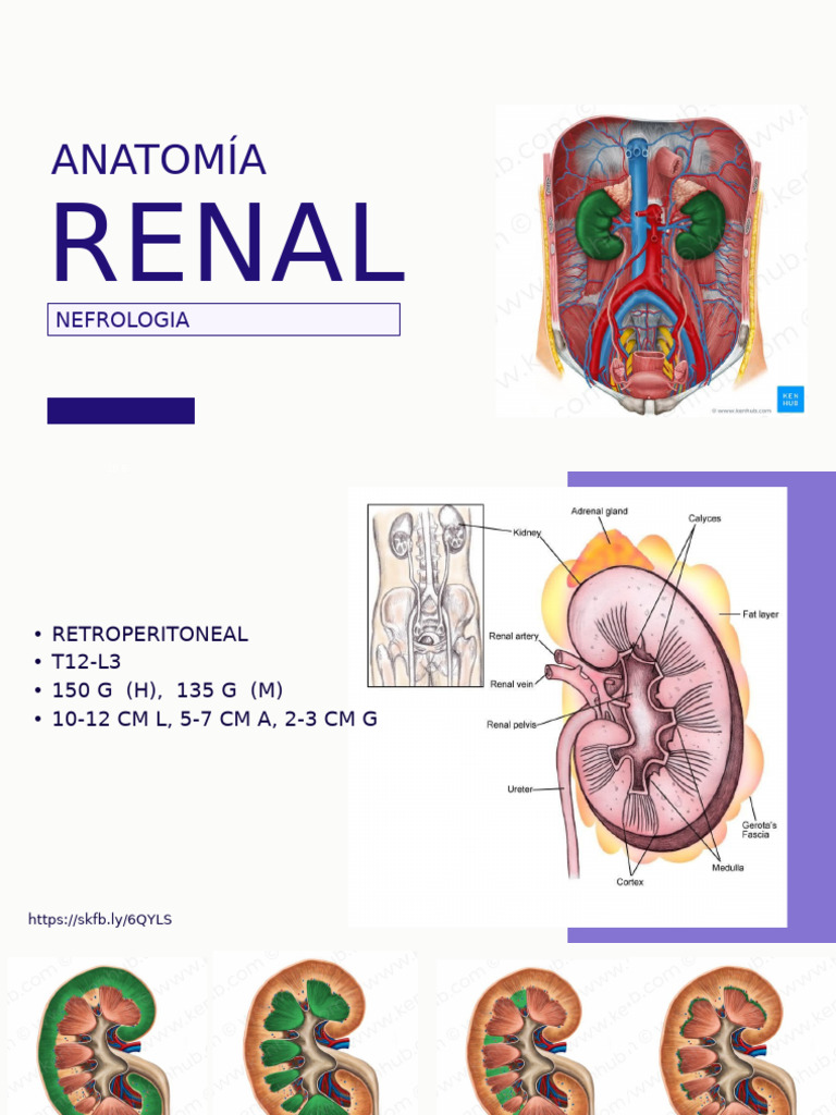 Anatomía de los Riñones Humanos | PDF
