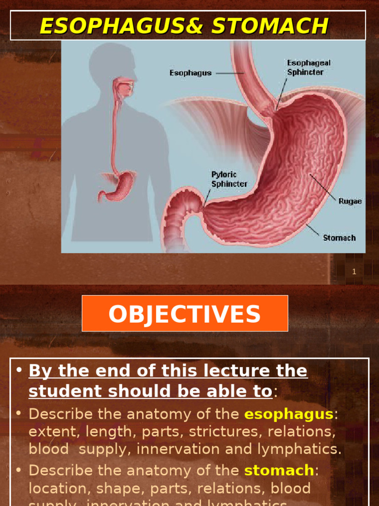 Esophagus and Stomach Anatomy Overview | PDF | Esophagus | Stomach