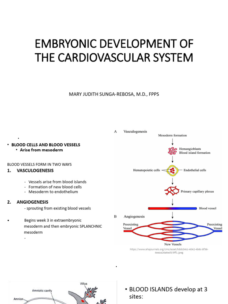 Embryonic Cardiovascular Development | PDF | Vein | Heart Valve