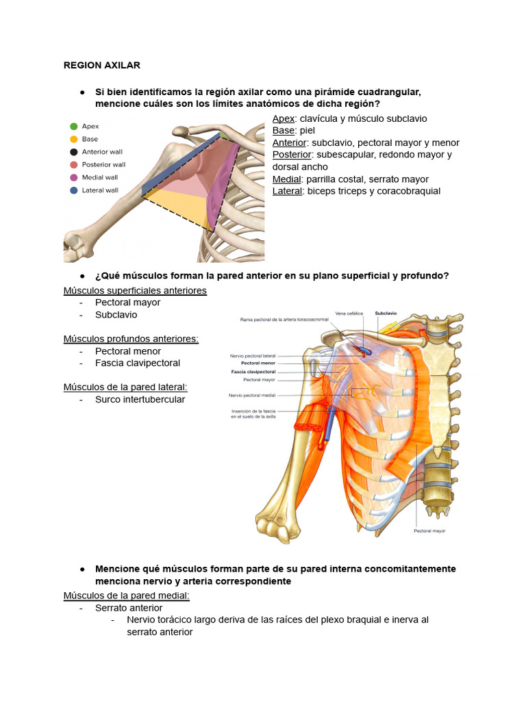 Anatomía de la Región Axilar y Plexo Braquial | PDF | Anatomía humana ...