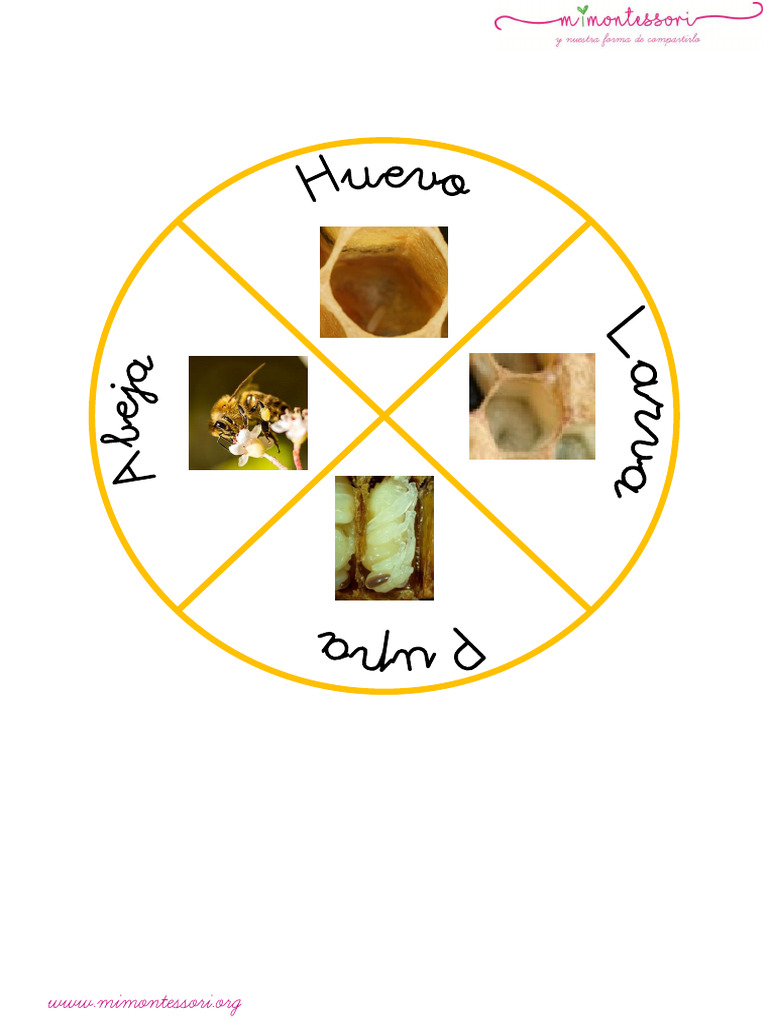 Ciclo de La Vida de Una Abeja Imagenes Reales Letra Ligada | PDF