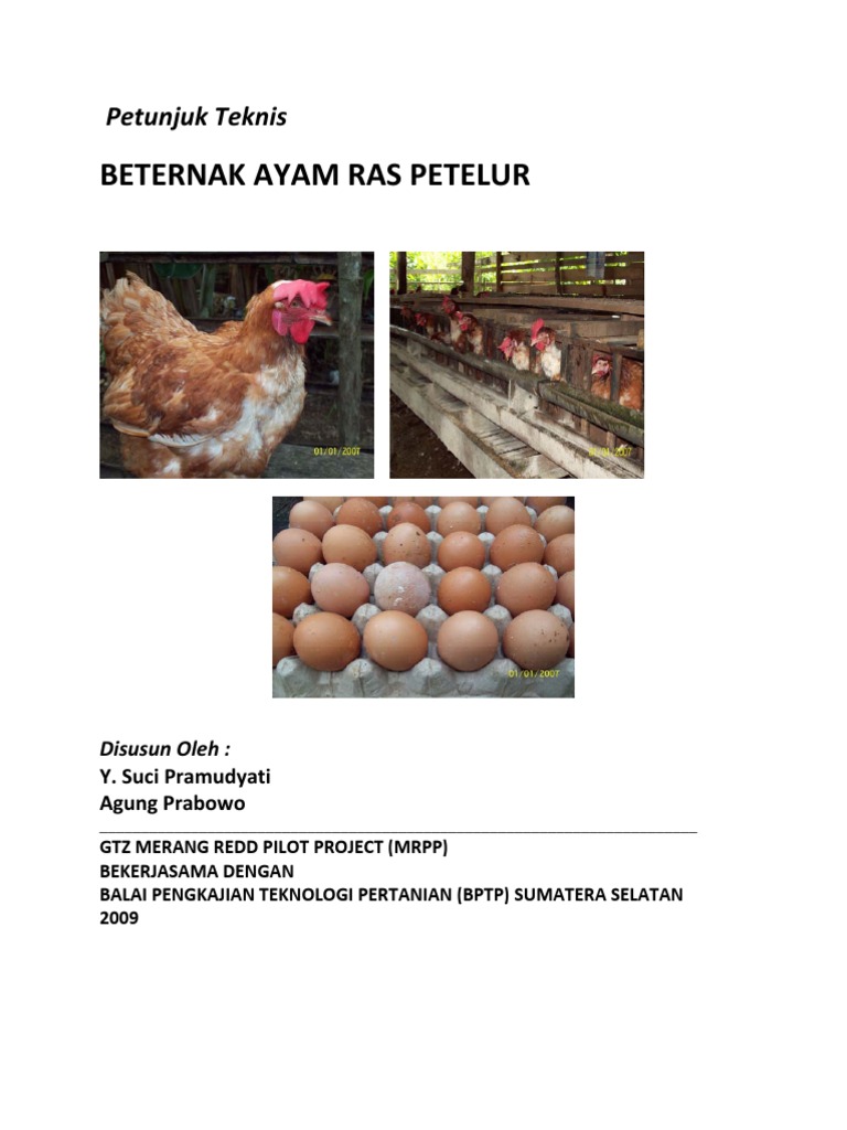 ayam ras petelur