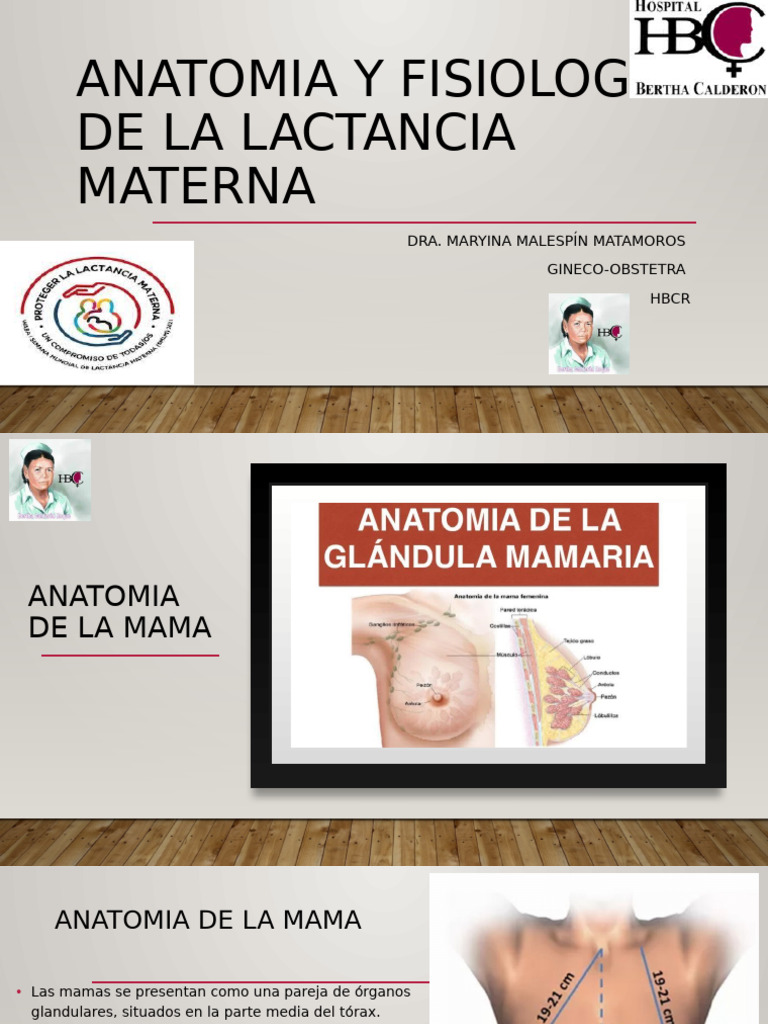 Fisiología de la Lactancia Materna | PDF | Pecho | Morfología (biología)