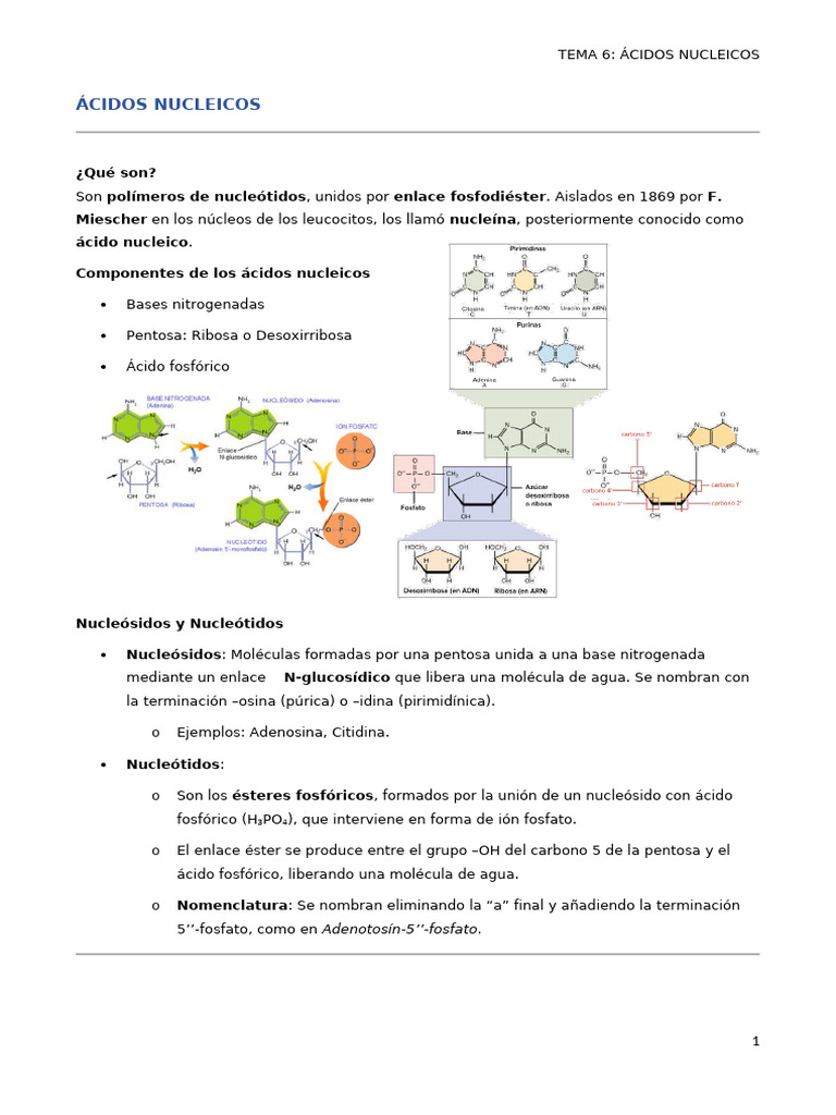 Estructura y Función de Ácidos Nucleicos | PDF | Rna | Adn