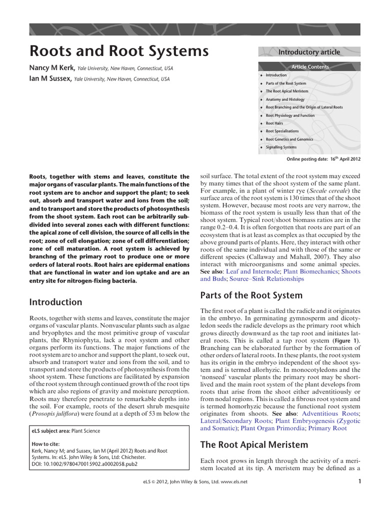 Understanding Roots and Root Systems | PDF | Root | Auxin