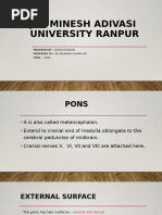 Anatomy and Function of the Pons | PDF | Brainstem | Human Anatomy
