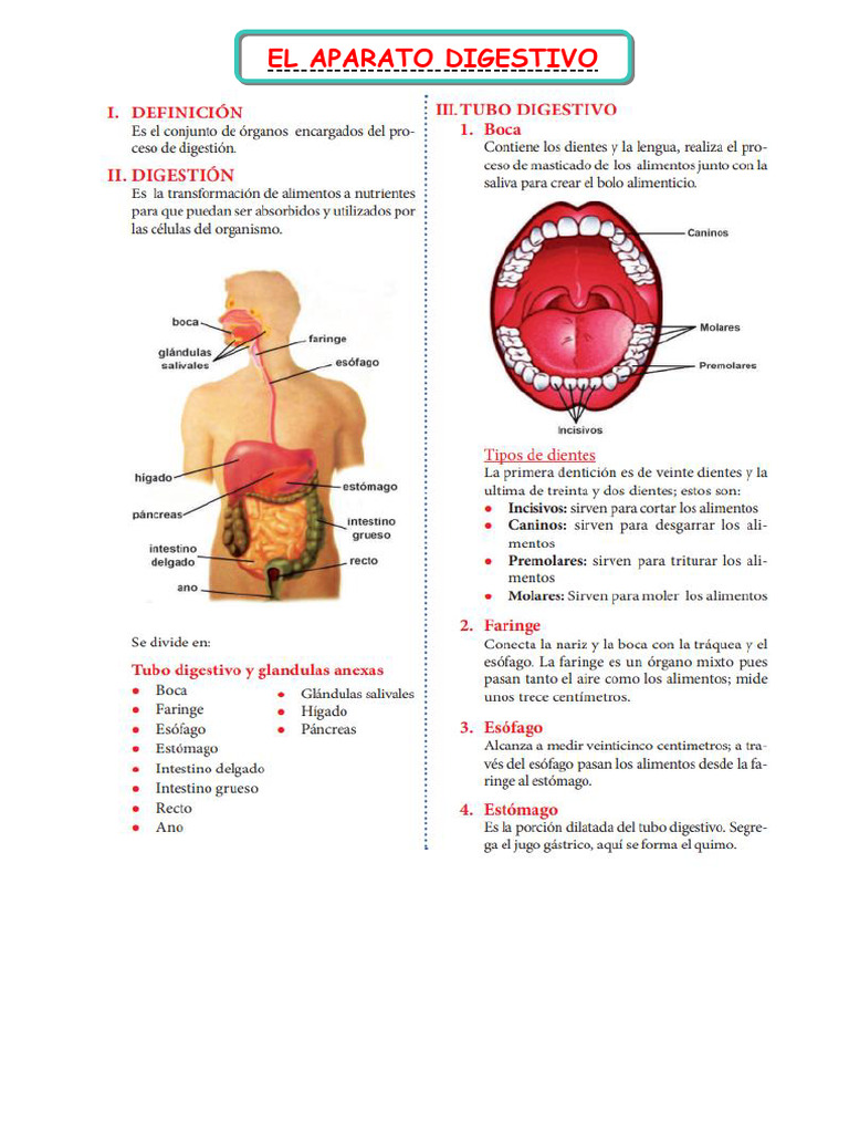 Ficha Funciones Básicas de Los Seres Vivos para Cuarto de Primaria | PDF