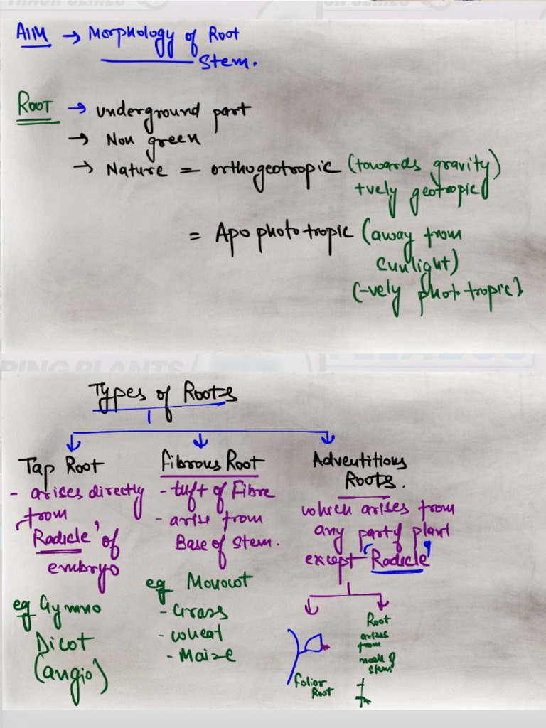 Morphology of Flowering Plant +1 | PDF
