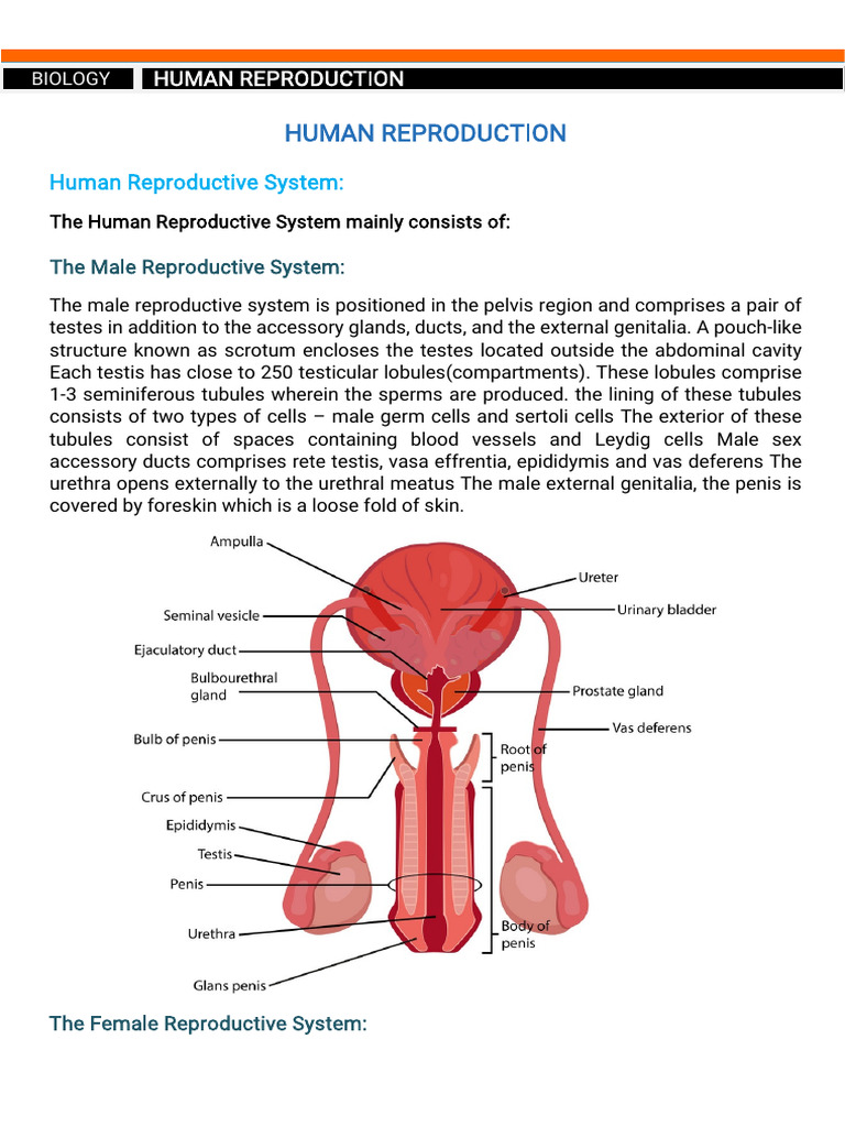 Chapter - 2 Human Reproduction | PDF | Menstrual Cycle | Mammal ...