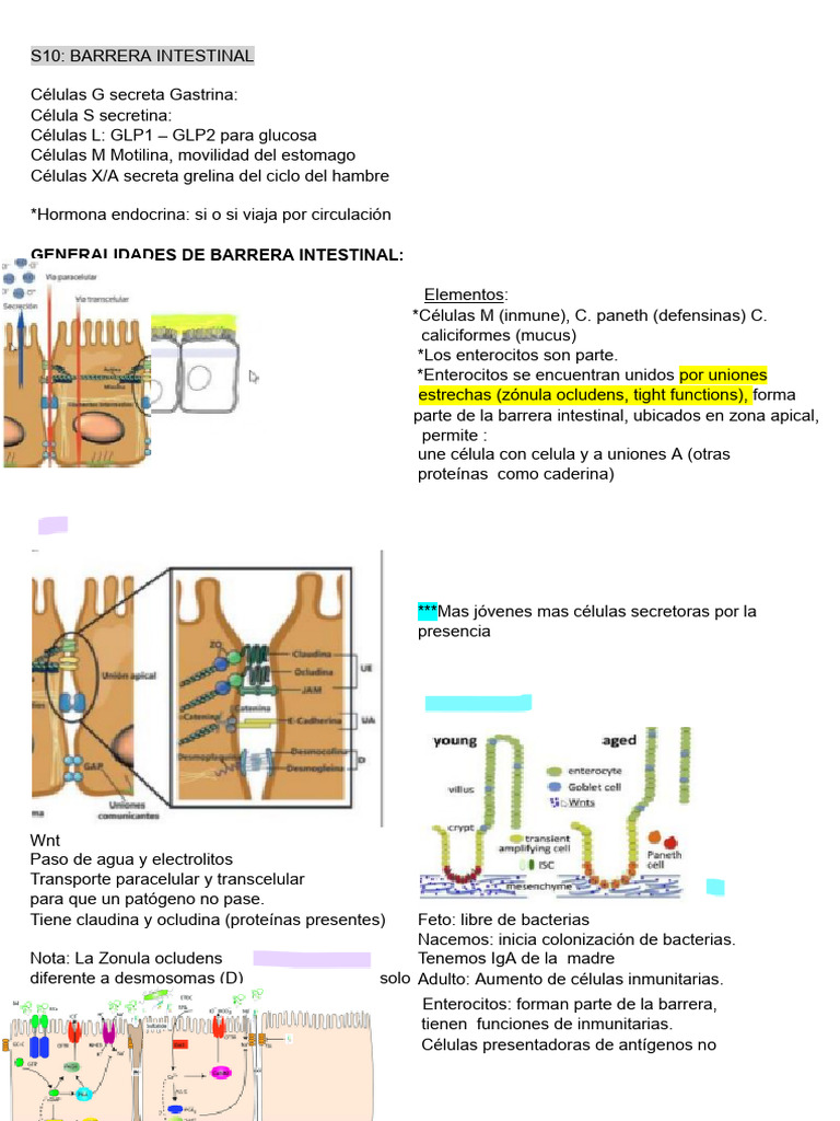 Barrera Intestinal - Procesos Absortivos | PDF | Digestión | Estómago