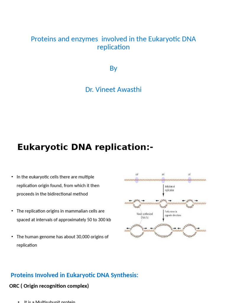 Eukaryotic DNA Replication | PDF | Dna Replication | Dna