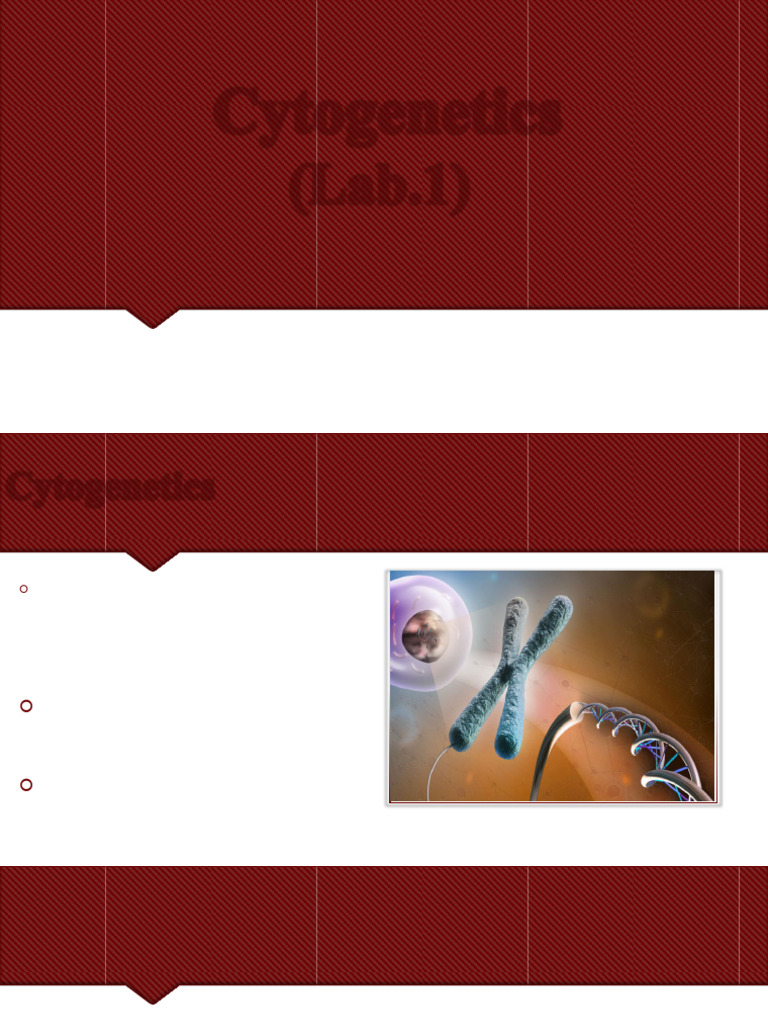 Cytogenetics Labs 1-3 | PDF | Mitosis | Chromosome