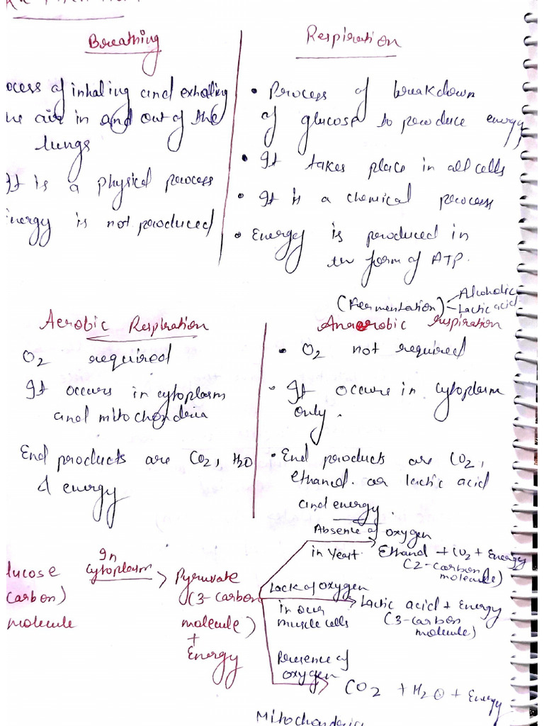 Further Notes of Life Processes | PDF