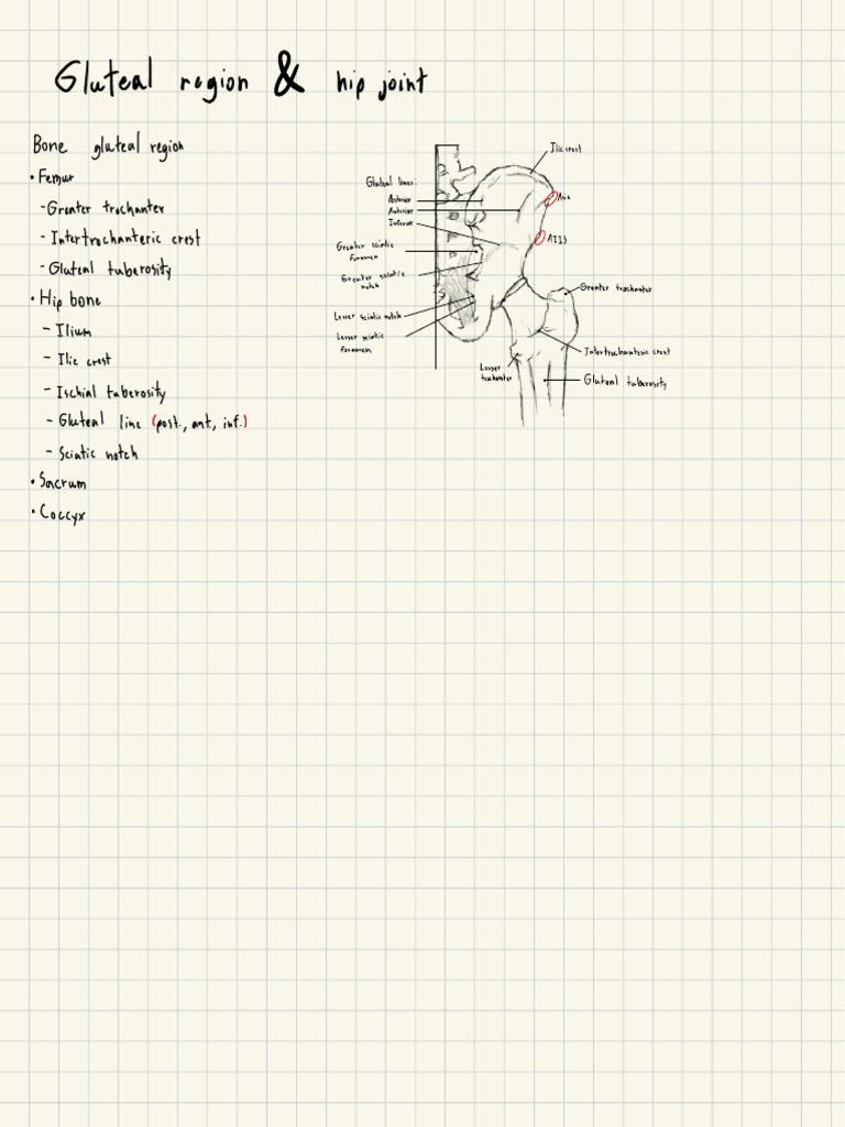 Anatomy of the Gluteal Region | PDF | Skeletal System | Pelvis
