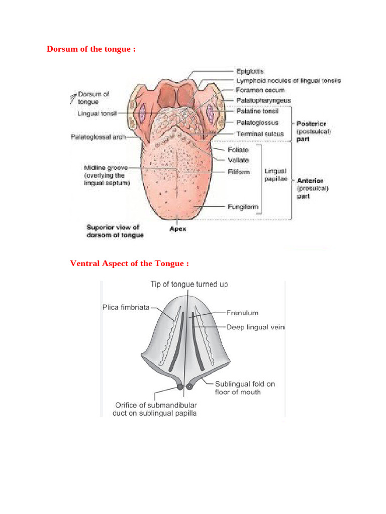 Tongue Diagrams | PDF