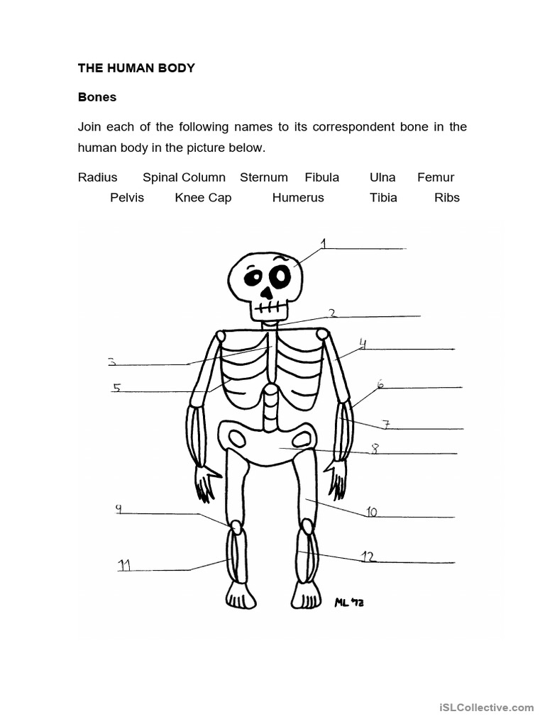 Labeled Human Skeleton Diagram | PDF