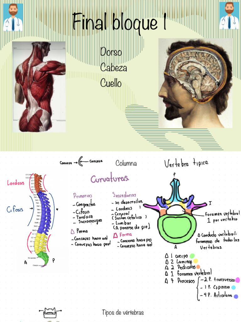Anatomía de la Columna Vertebral y Cráneo | PDF | Vértebra | La columna ...