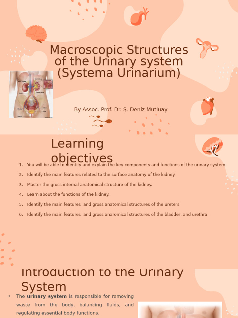Kidney Macroscopic Structure Overview | PDF | Kidney | Urinary System