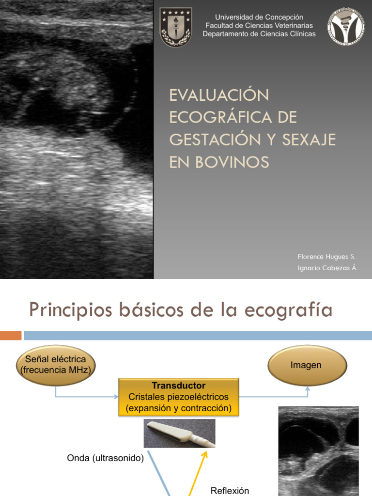 Ecografía en Gestación y Sexaje Bovina | PDF | Ultrasonido | Sonido