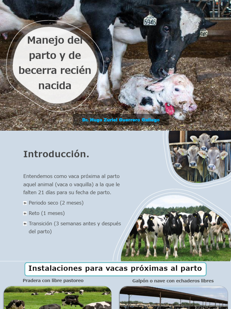 Manejo del Parto en Vacas y Becerros | PDF | Parto | Especialidades Medicas