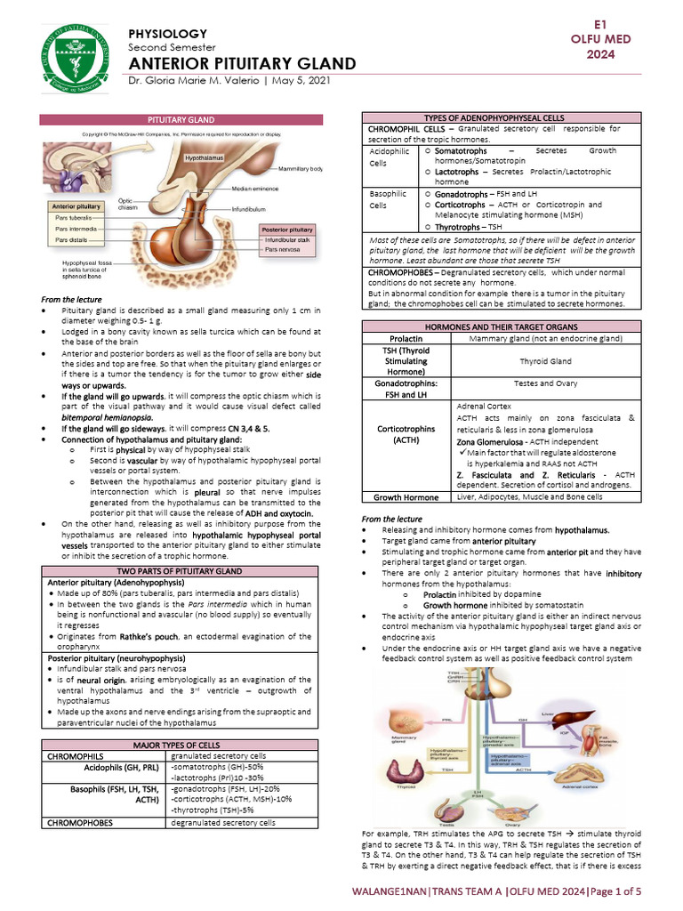 Anterior Pituitary Gland Overview | PDF | Luteinizing Hormone ...