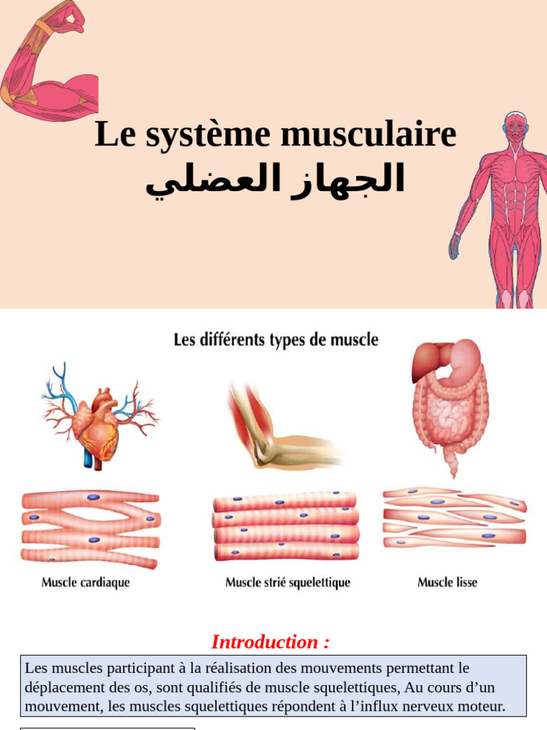Comprendre le système musculaire humain | PDF | Contraction du muscle ...