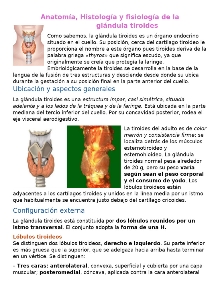 anatom-a-de-la-gl-ndula-tiroides-pdf-tiroides-laringe