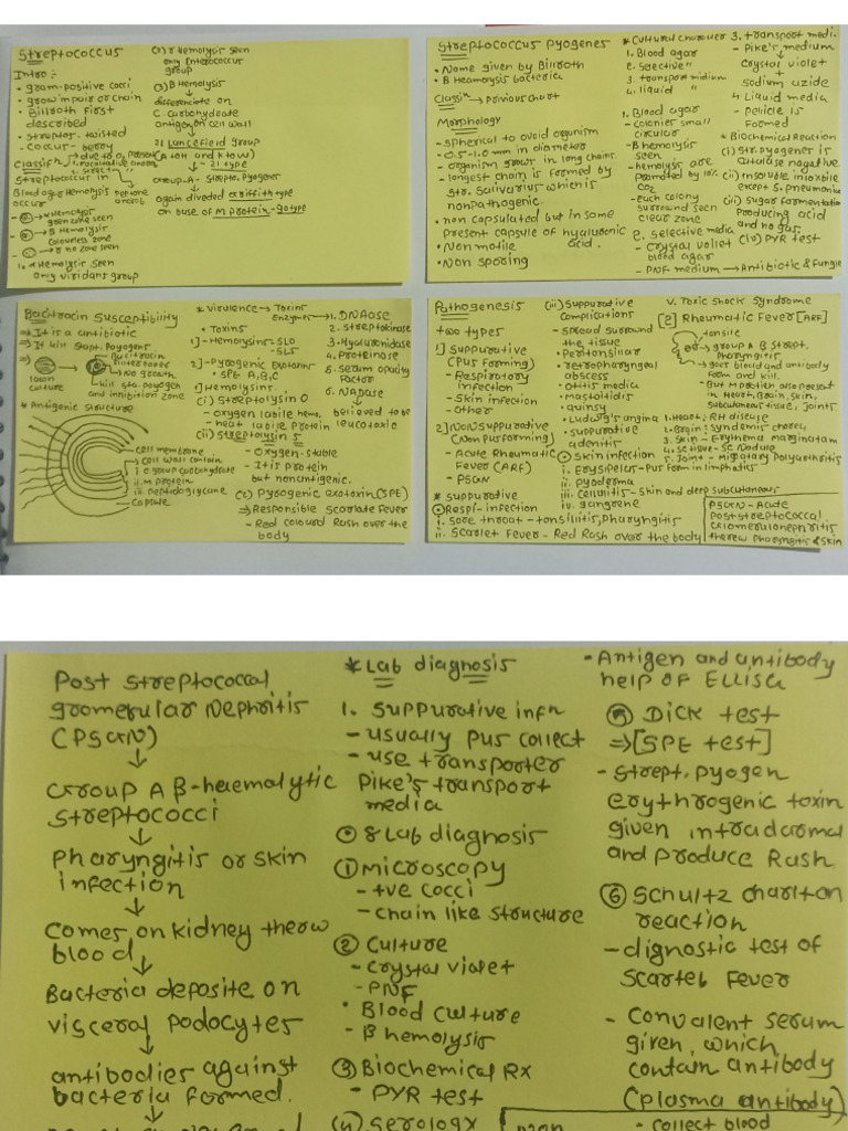 Streptococcus Bacteria | PDF