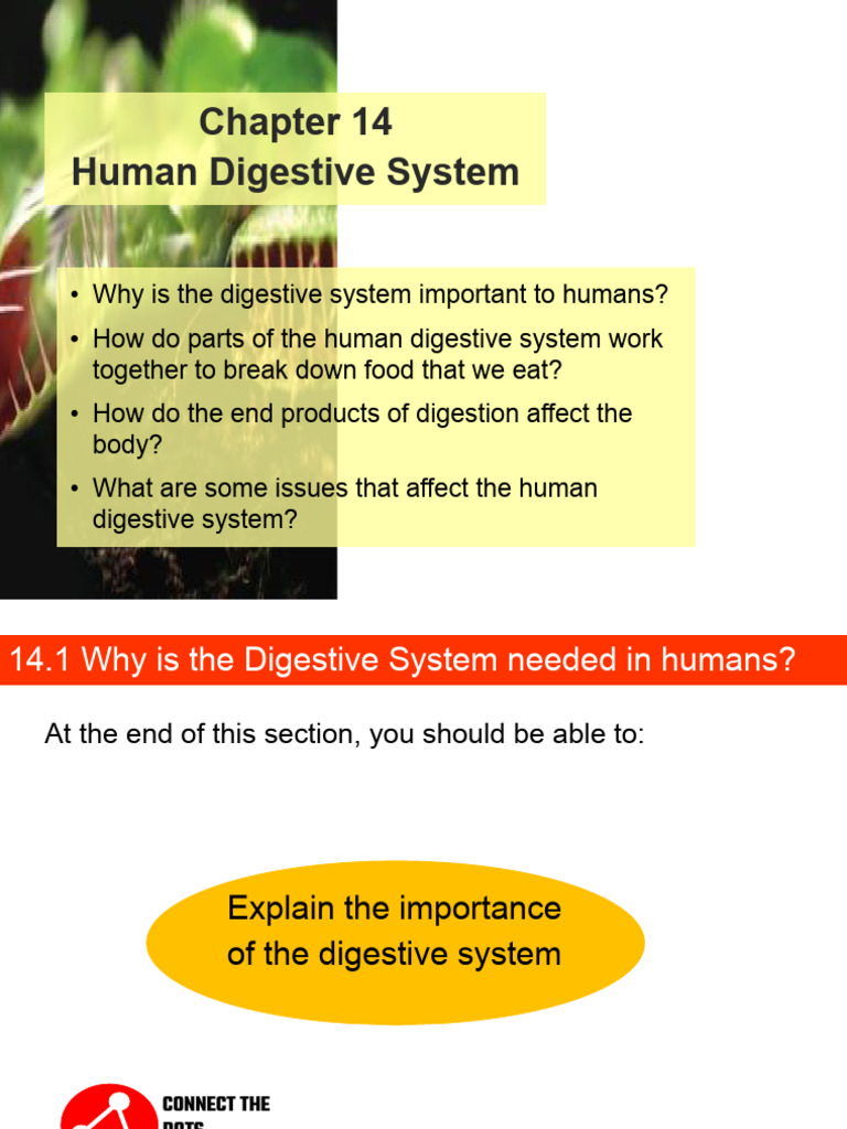 2023 CH 14 Human Digestive System | PDF | Digestion | Stomach