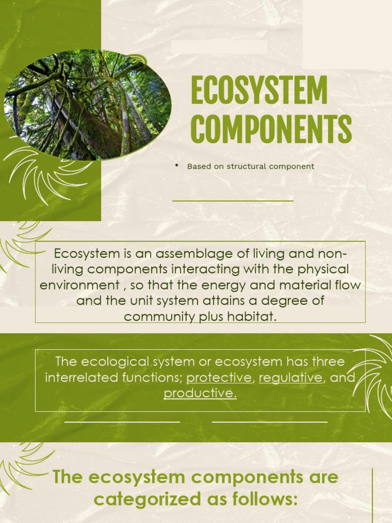 Key Components of Ecosystems Explained | PDF | Ultraviolet | Radiation