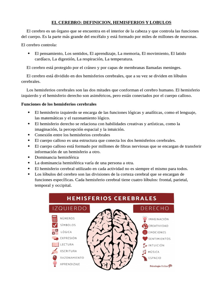 Estructura y funciones del cerebro | PDF | Cerebro | Hemisferio cerebral