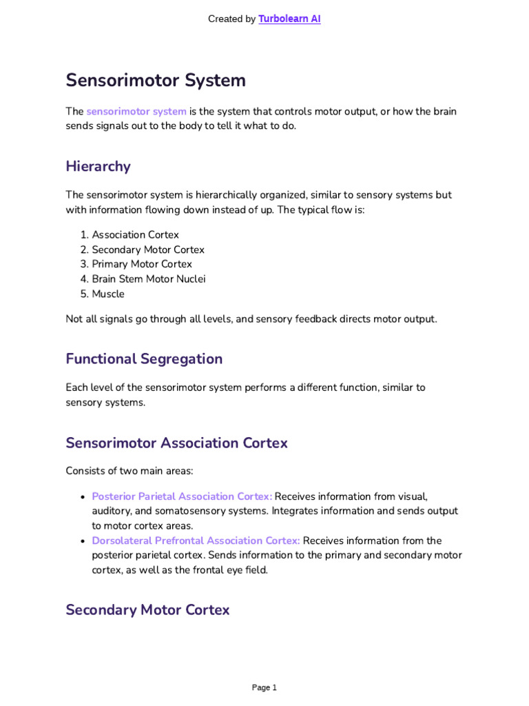 Overview of the Sensorimotor System | PDF | Motor Neuron | Cerebellum