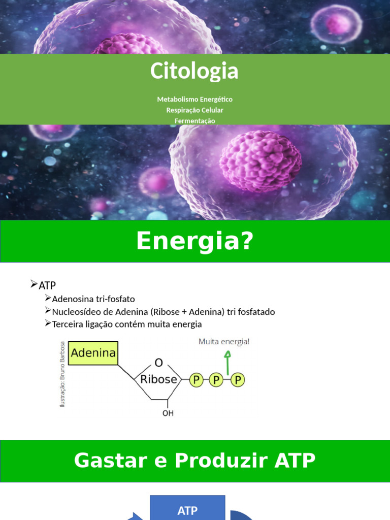 Termogenina e Metabolismo Energético | PDF | Respiração celular ...