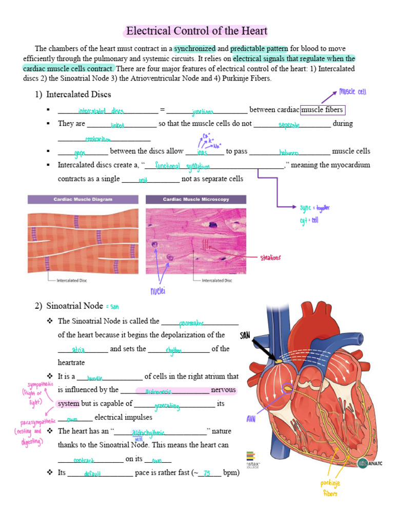 25 Electrical Control of The Heart SV | PDF | Cardiac Muscle ...